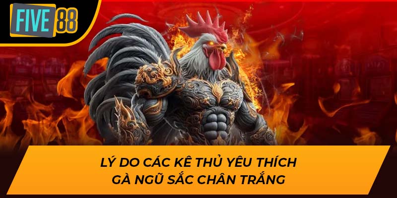 Khám Phá Loại Gà Ngũ Sắc Chân Trắng Đặc Biệt Tại Five88 2 Lý do các kê thủ yêu thích gà ngũ sắc chân trắng